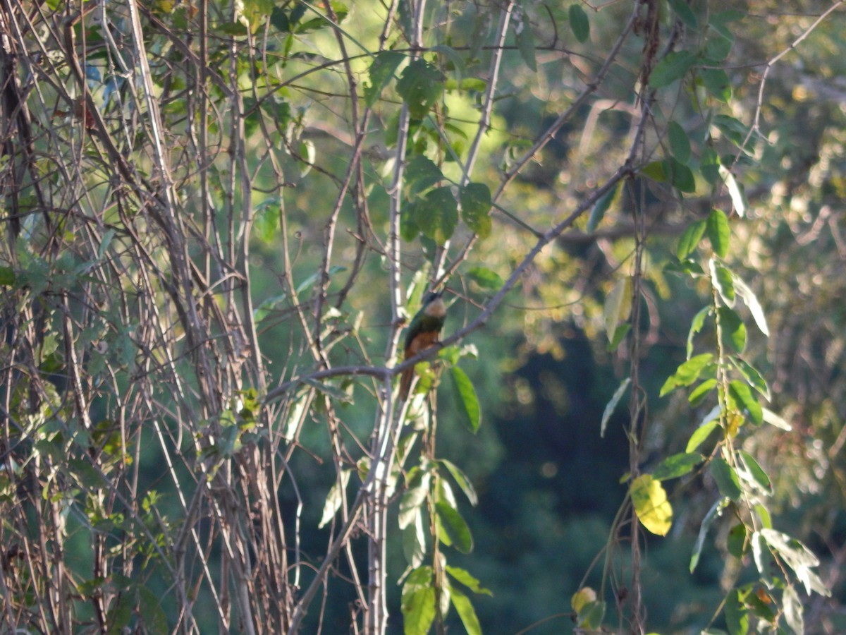 Rufous-tailed Jacamar - Fabiana Santos de Oliveira