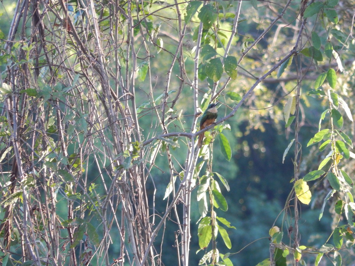 Rufous-tailed Jacamar - Fabiana Santos de Oliveira