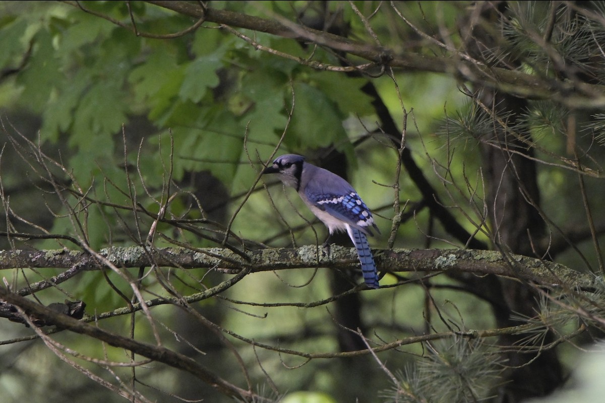 Blue Jay - ML619572933