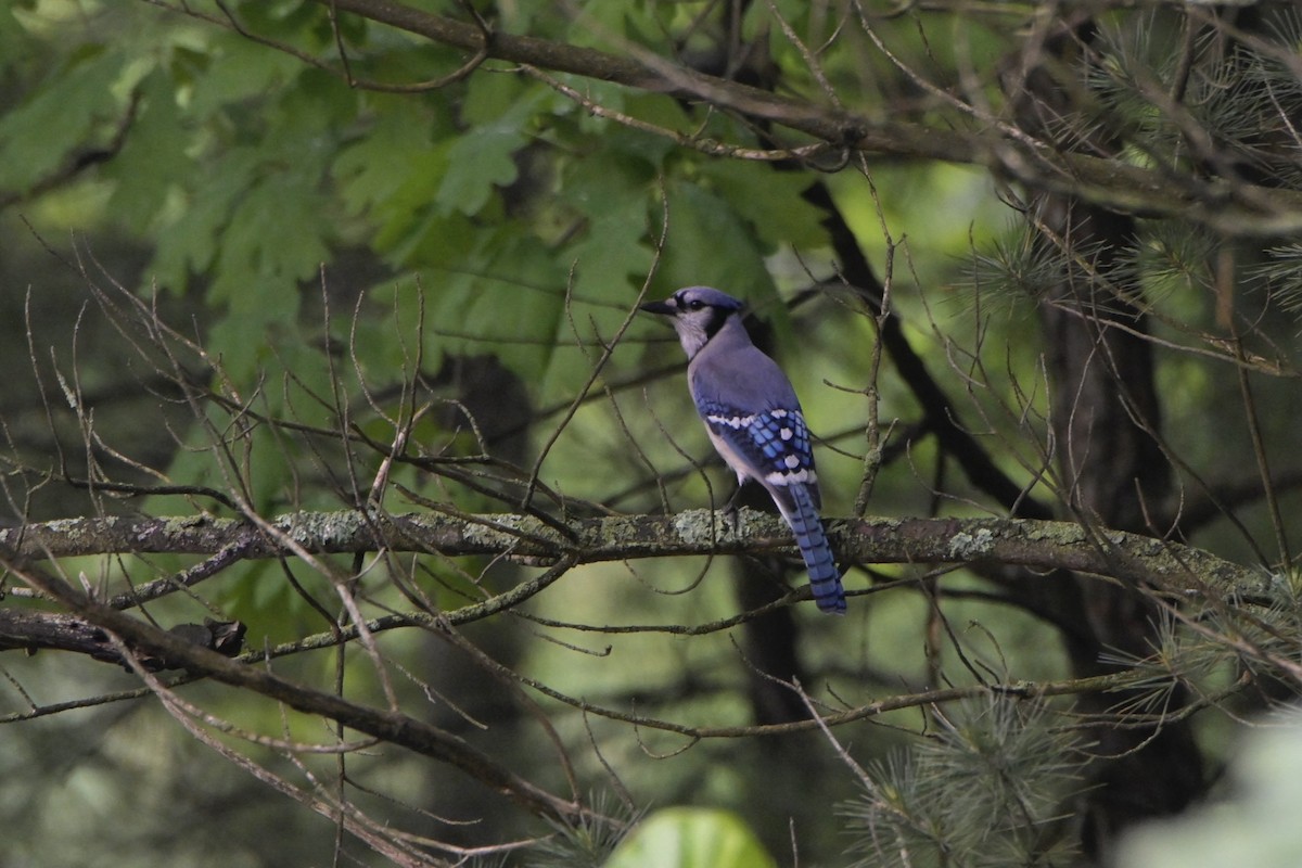 Blue Jay - ML619572939