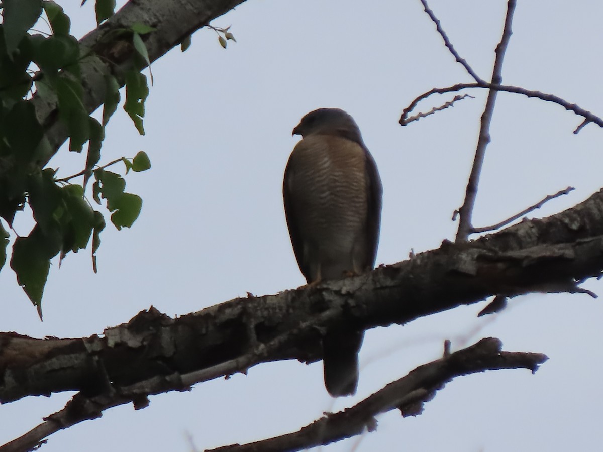 Levant Sparrowhawk - ML619572942