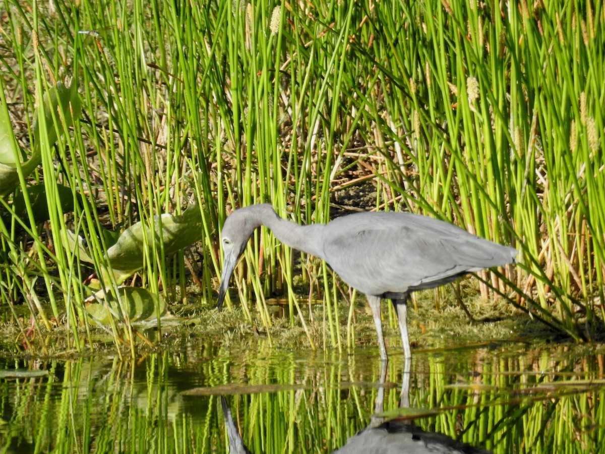 Little Blue Heron - Wendy Meehan