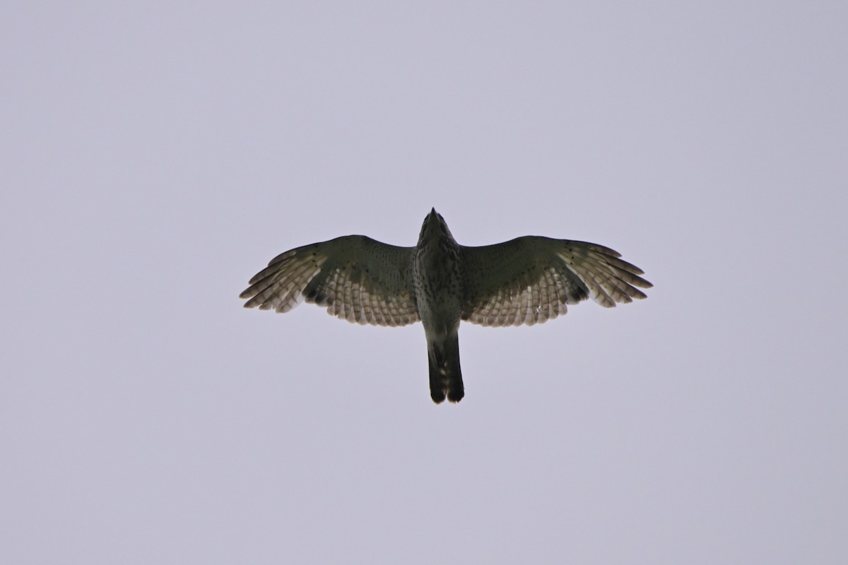 Broad-winged Hawk - Josiah Santiago