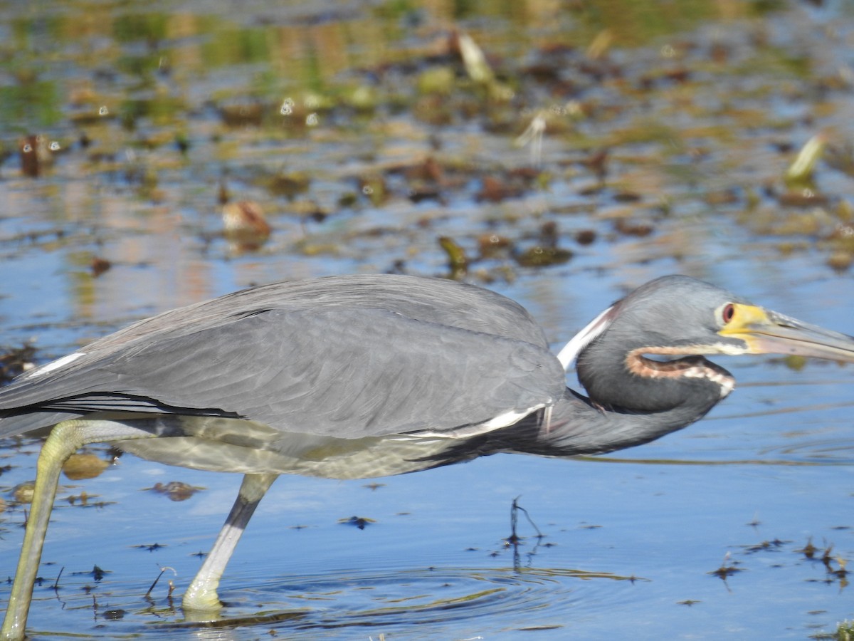 Tricolored Heron - Wendy Meehan