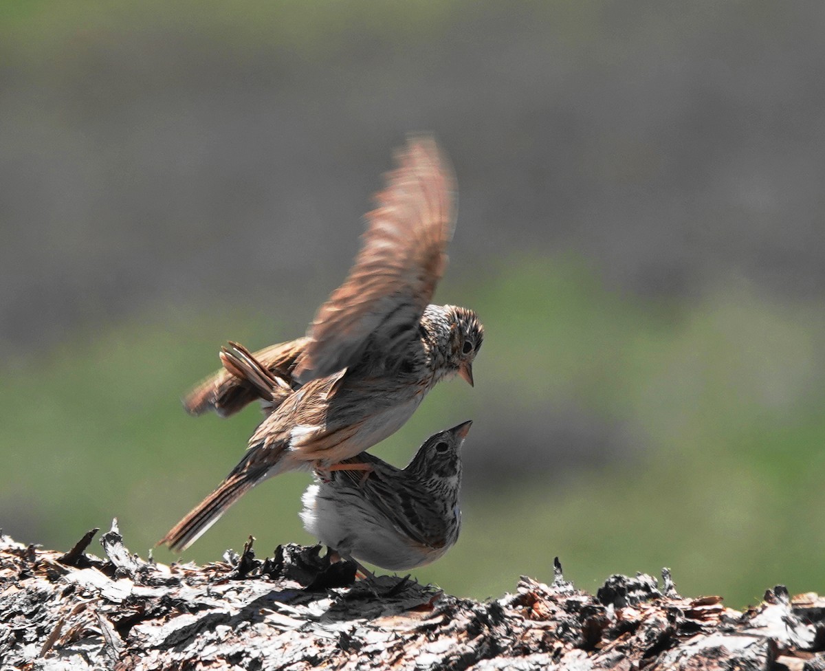 Vesper Sparrow - Cheryl Carlile