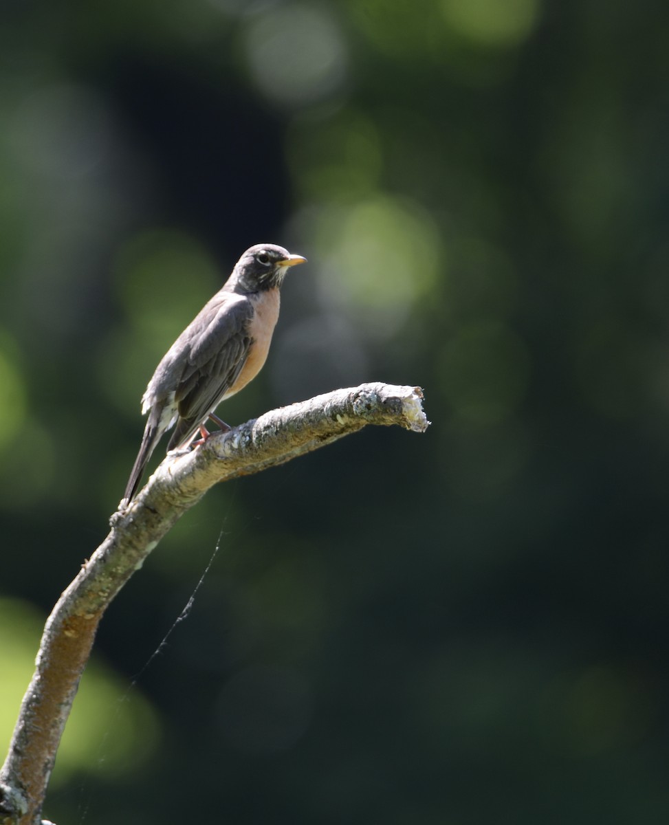 American Robin - ML619572960