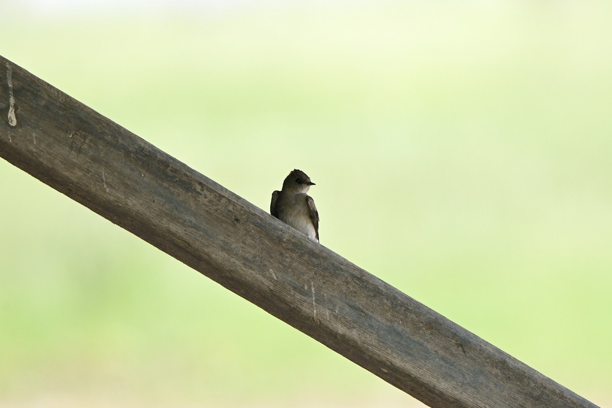 Northern Rough-winged Swallow - Josiah Santiago