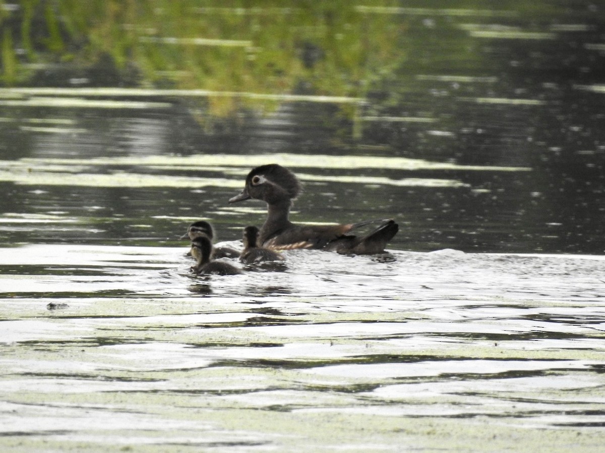 Wood Duck - Ariel Dunham