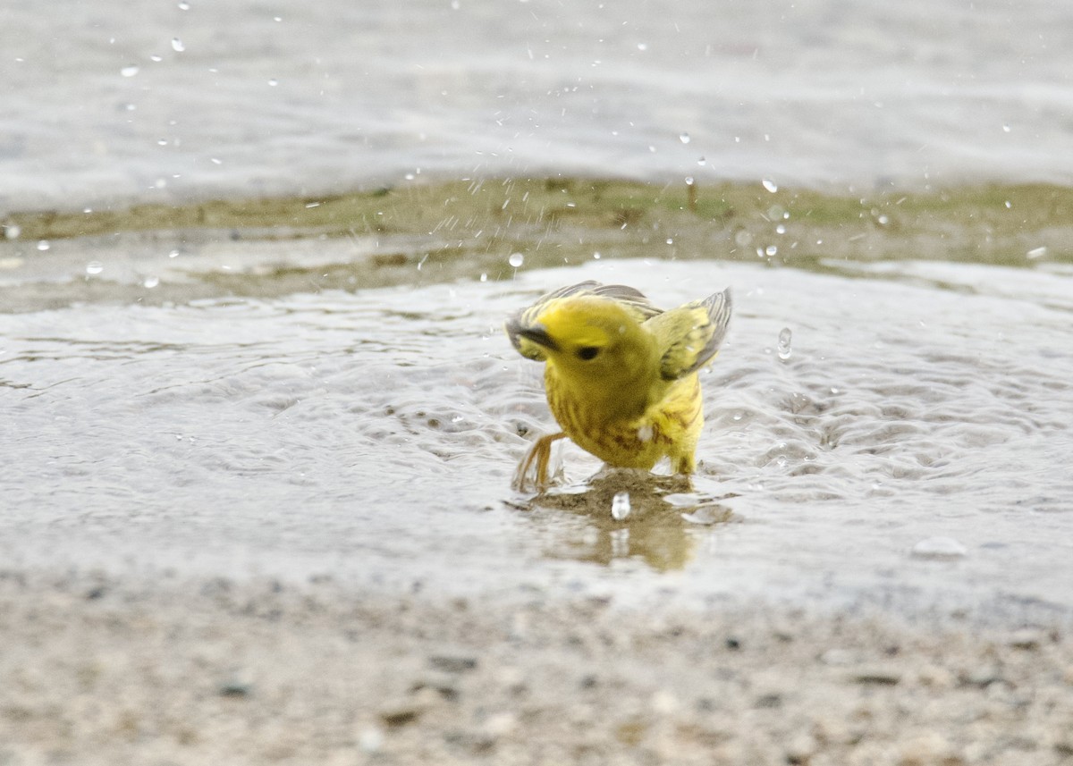 Yellow Warbler - Kanayo Rolle