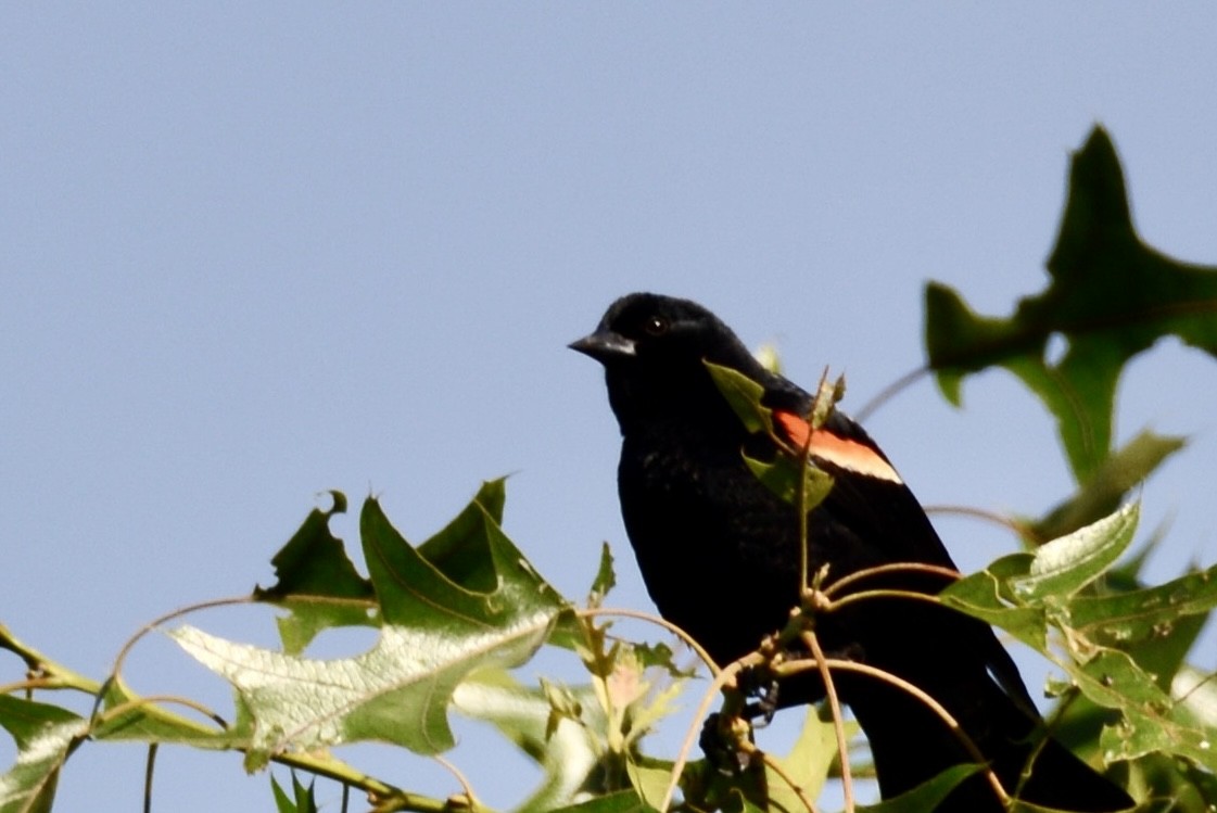 Red-winged Blackbird - Judy Lipton