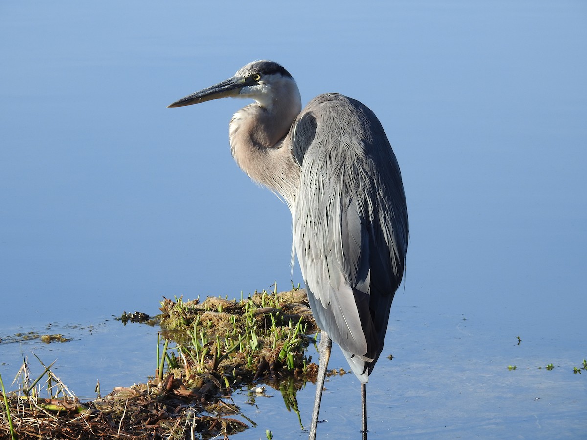 Great Blue Heron - Wendy Meehan