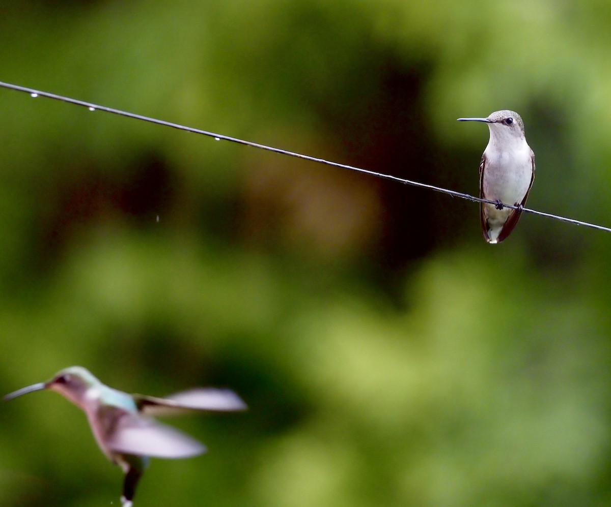 Ruby-throated Hummingbird - ML619572976