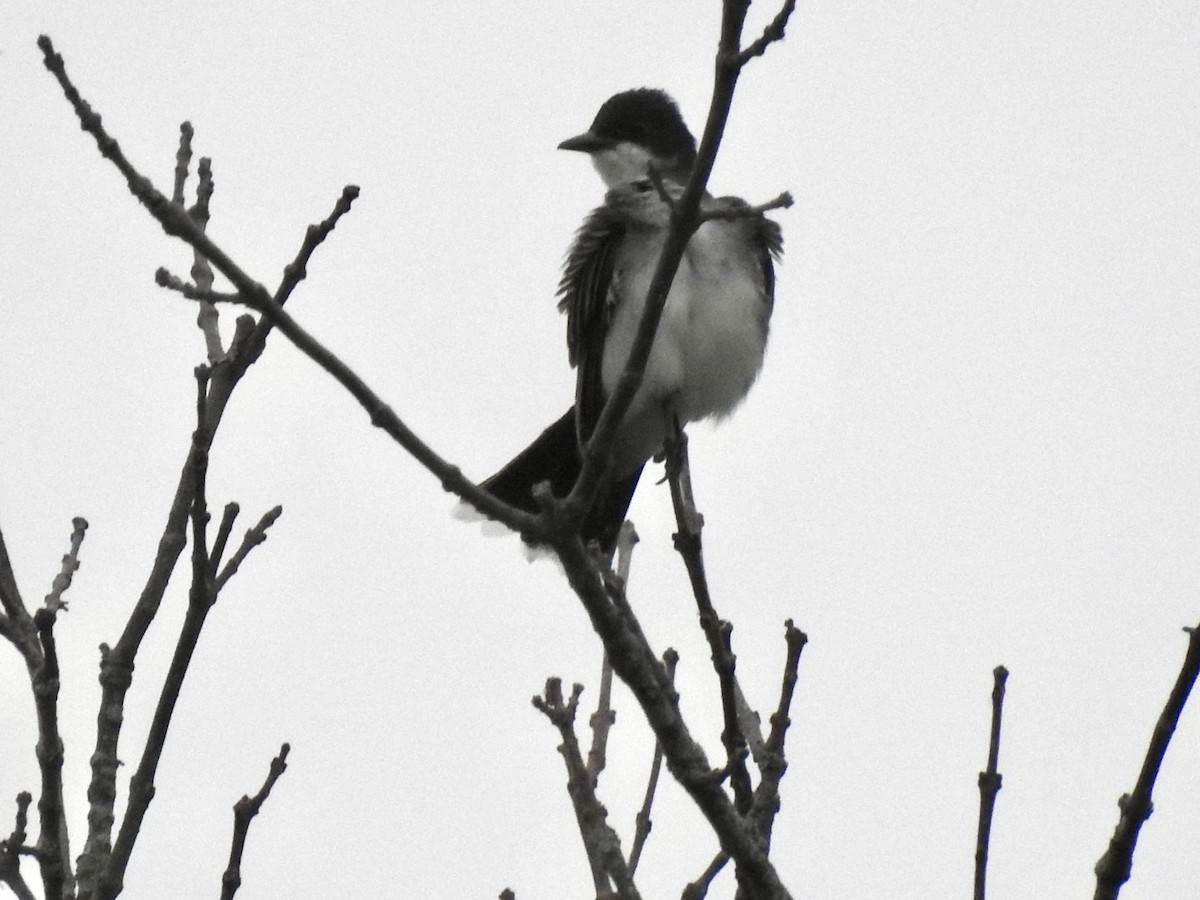 Eastern Kingbird - Ariel Dunham