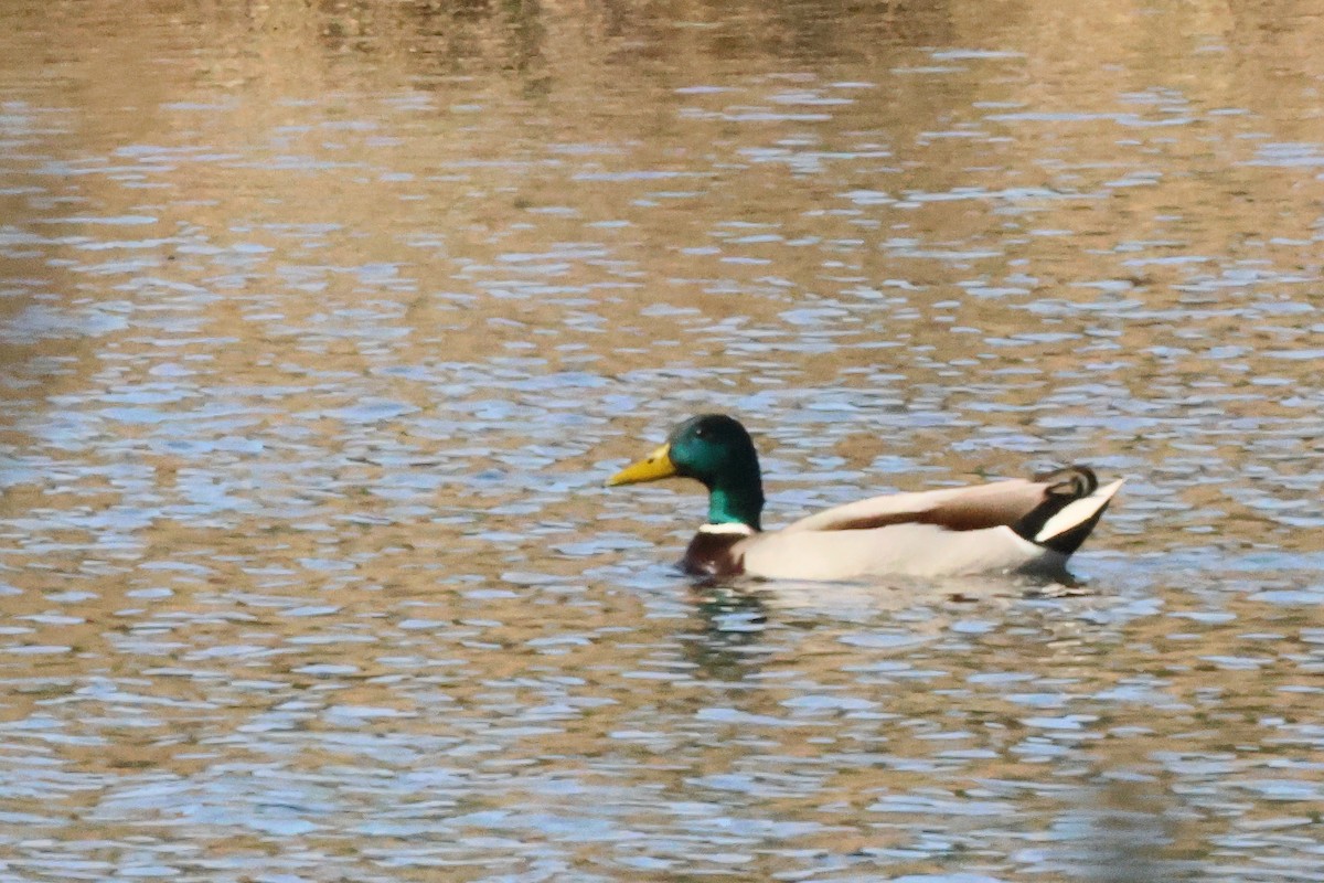 Mallard - Alexandre Hespanhol Leitão