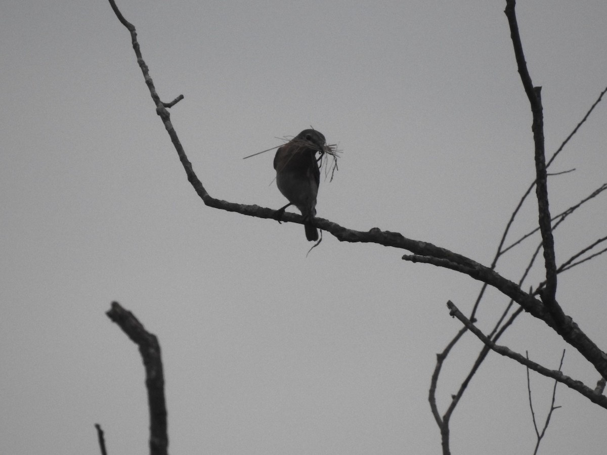 Eastern Bluebird - Ariel Dunham