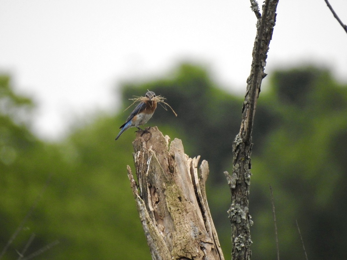 Eastern Bluebird - Ariel Dunham