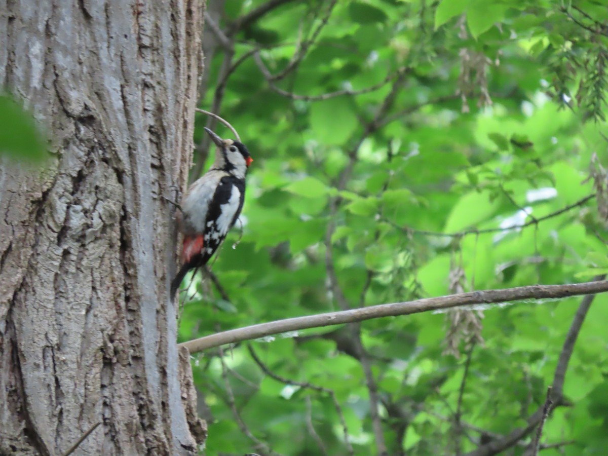 Syrian Woodpecker - Doug Kibbe