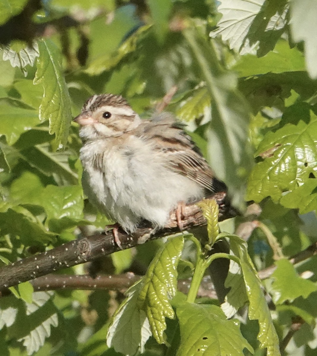 Clay-colored Sparrow - ML619573011