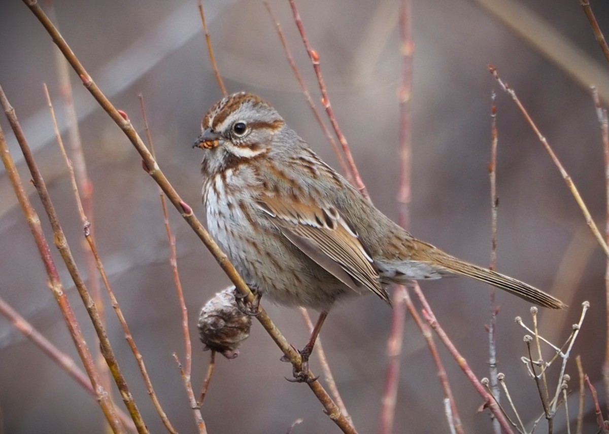 Song Sparrow - Dick Cartwright