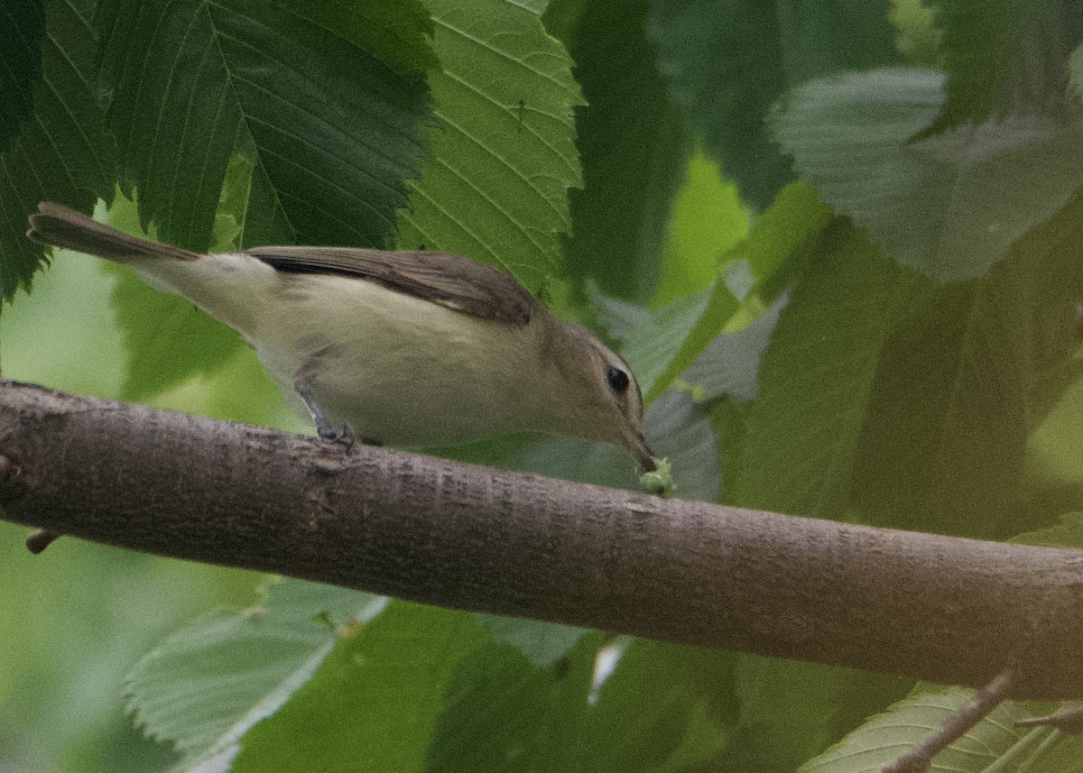 Red-eyed Vireo - Kanayo Rolle