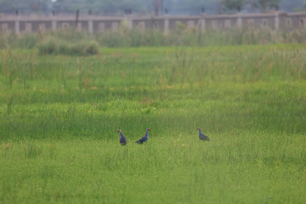 Gray-headed Swamphen - ML619573020