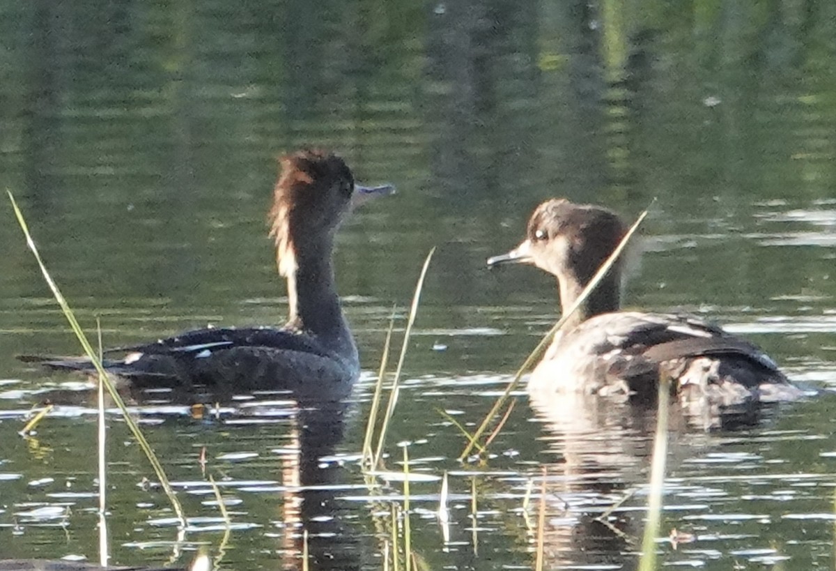 Hooded Merganser - judy shimm