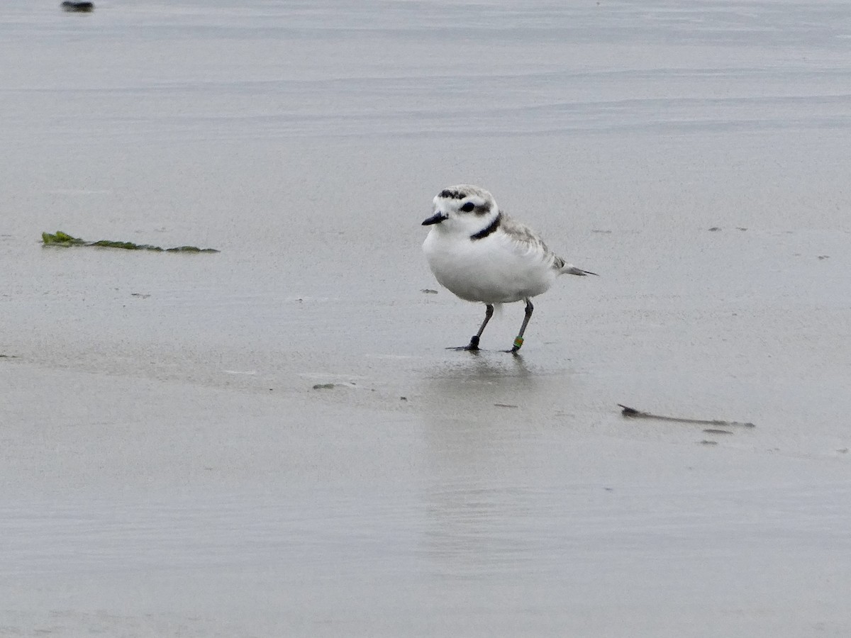Snowy Plover - Jules Evens