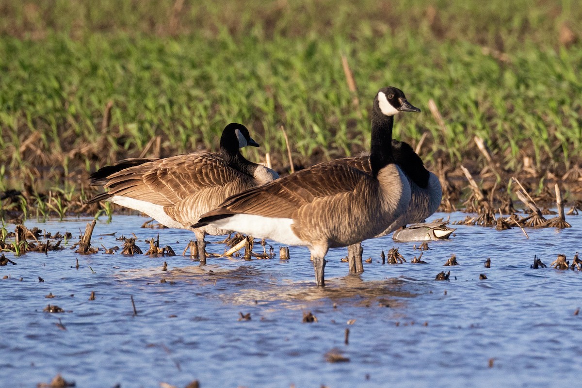 Canada Goose - Anonymous