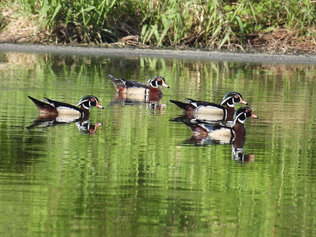 Wood Duck - Jeanne Tucker