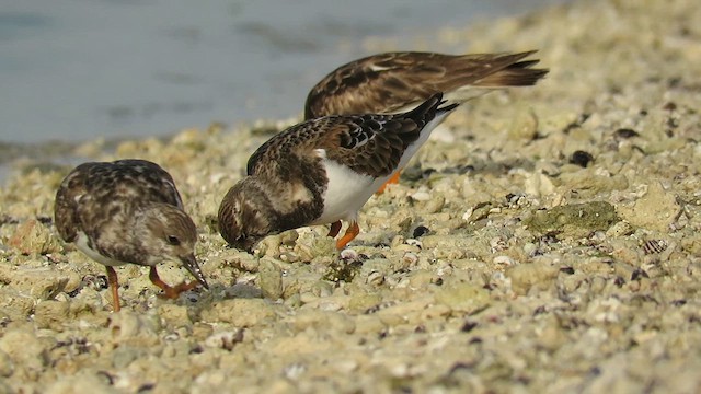 Ruddy Turnstone - ML619573039