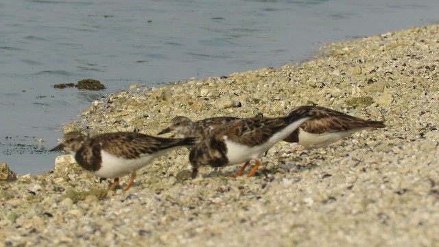 Ruddy Turnstone - ML619573041