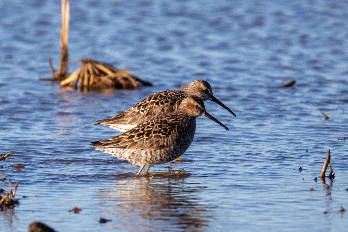 Stilt Sandpiper - Anonymous