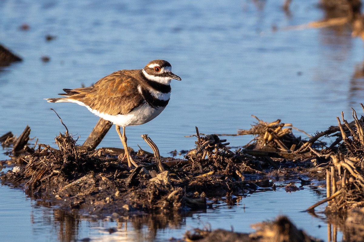 Killdeer - ML619573050