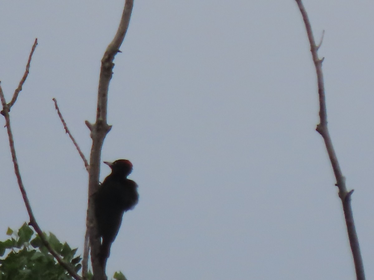 Black Woodpecker - Doug Kibbe