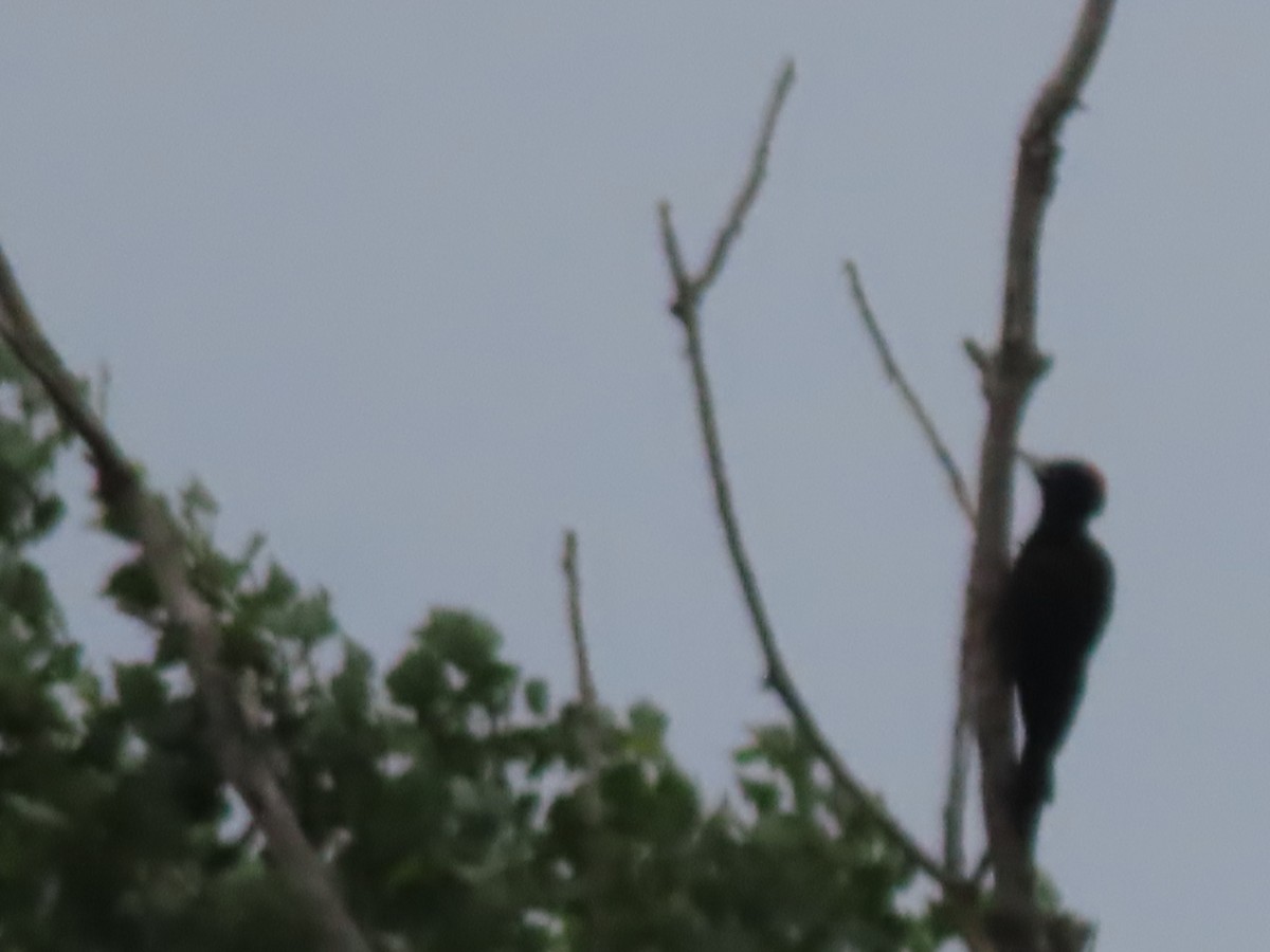 Black Woodpecker - Doug Kibbe