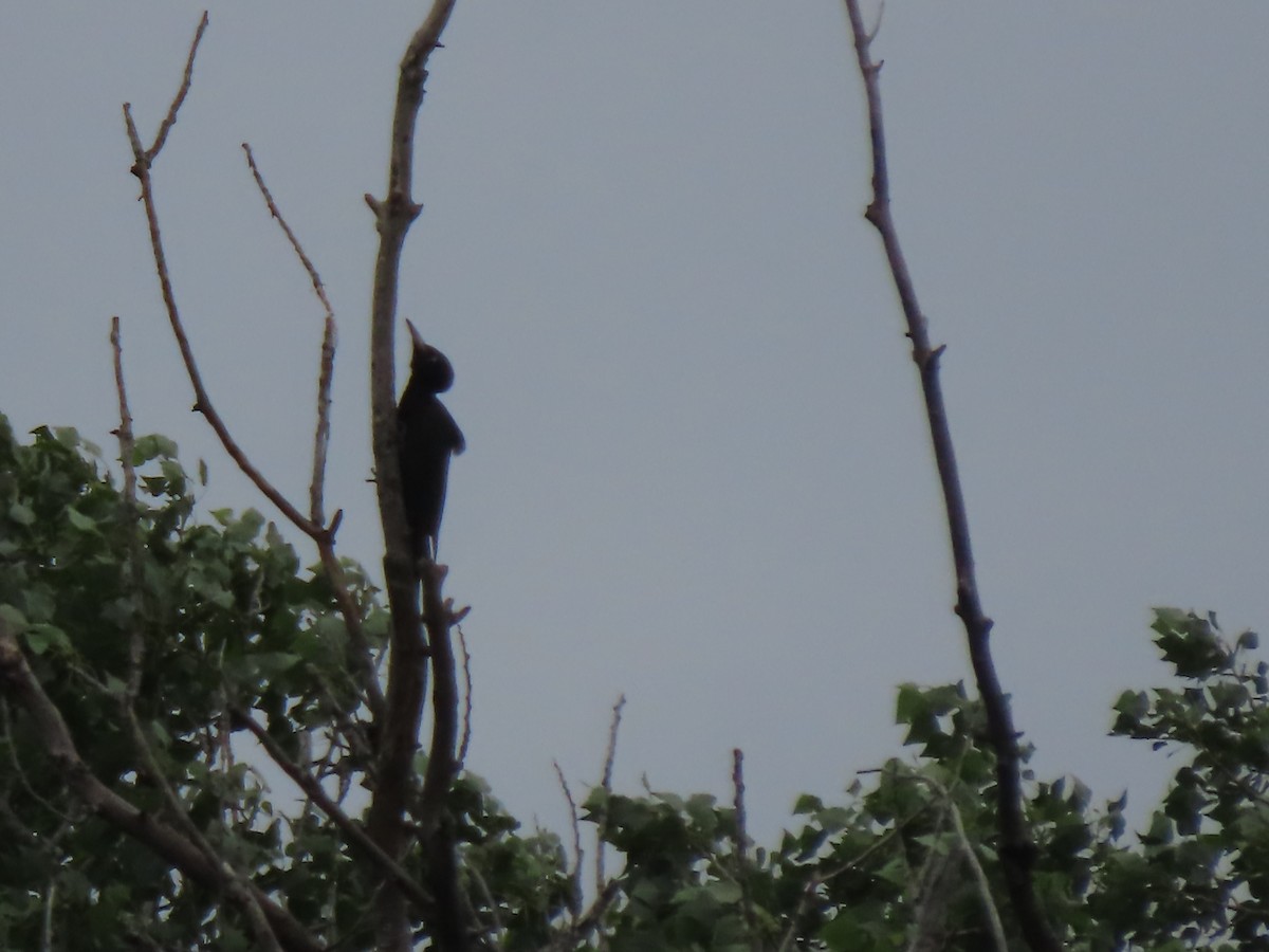 Black Woodpecker - Doug Kibbe