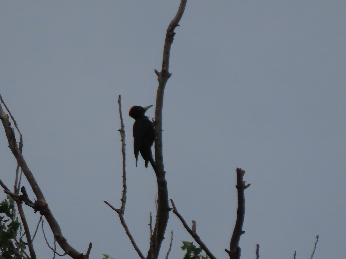 Black Woodpecker - Doug Kibbe