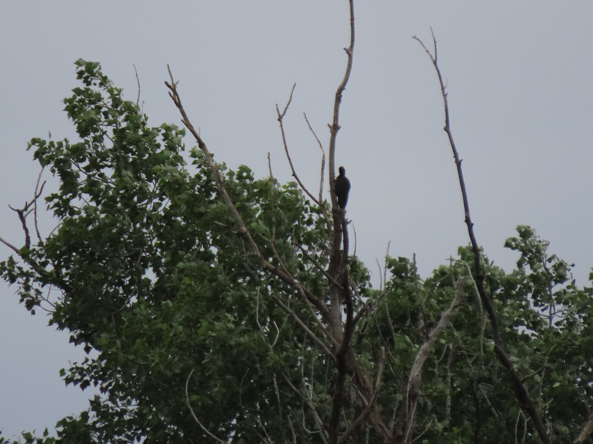 Black Woodpecker - Doug Kibbe