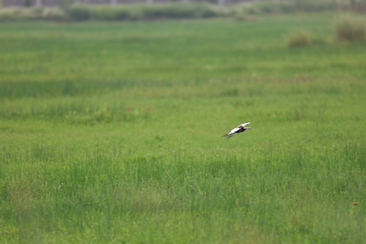 Pheasant-tailed Jacana - Aritra Nath