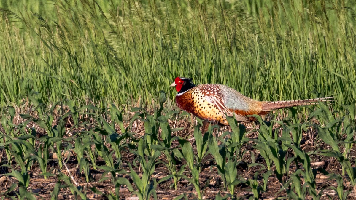 Ring-necked Pheasant - Anonymous