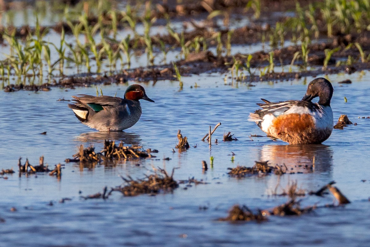 Green-winged Teal - Anonymous