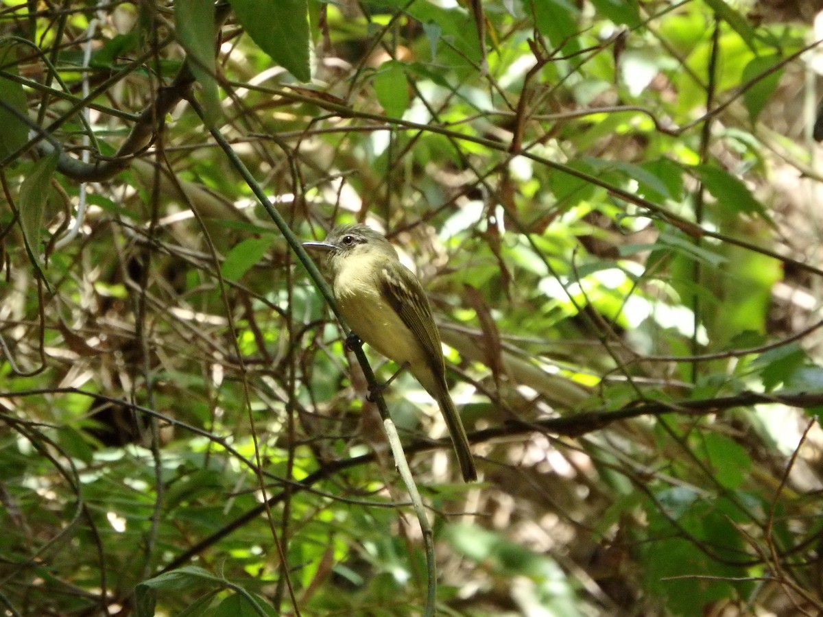 Yellow-olive Flatbill - ML619573067