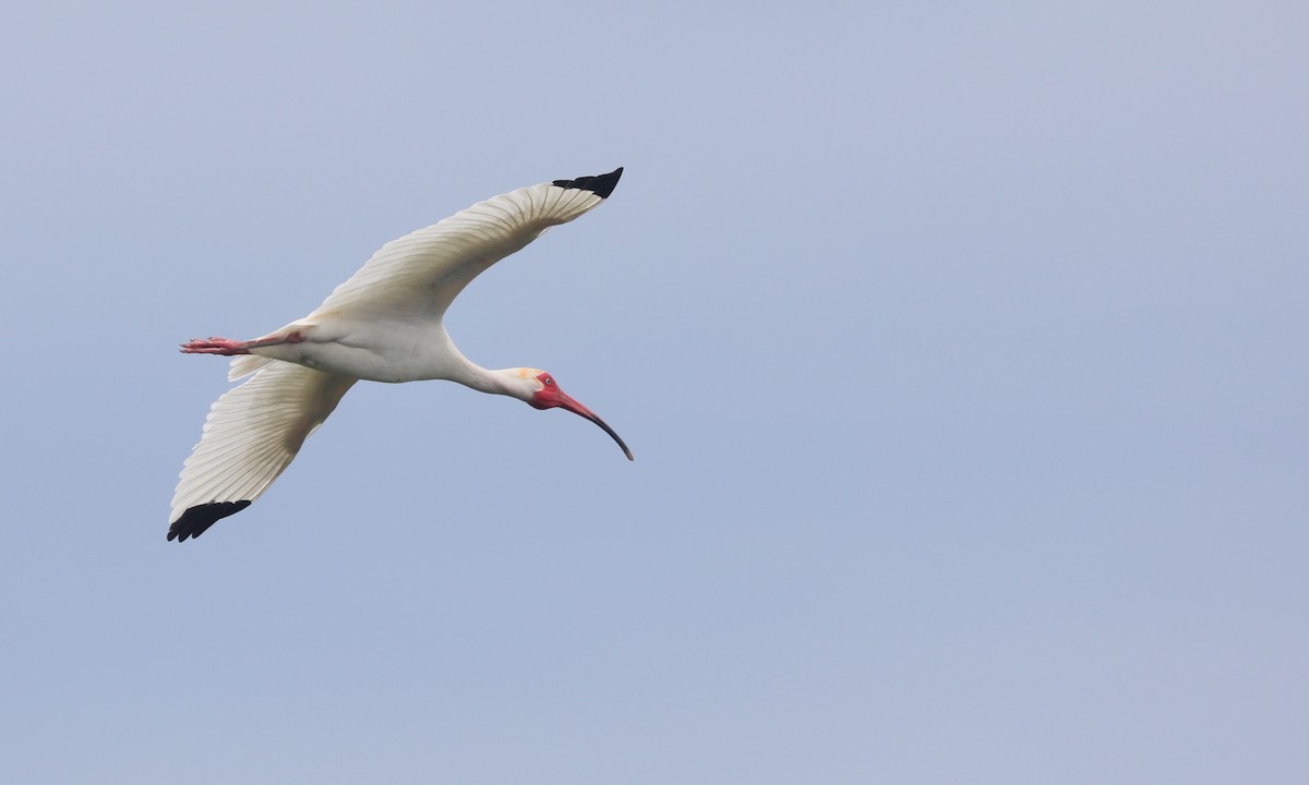 White Ibis - Ben Barkley