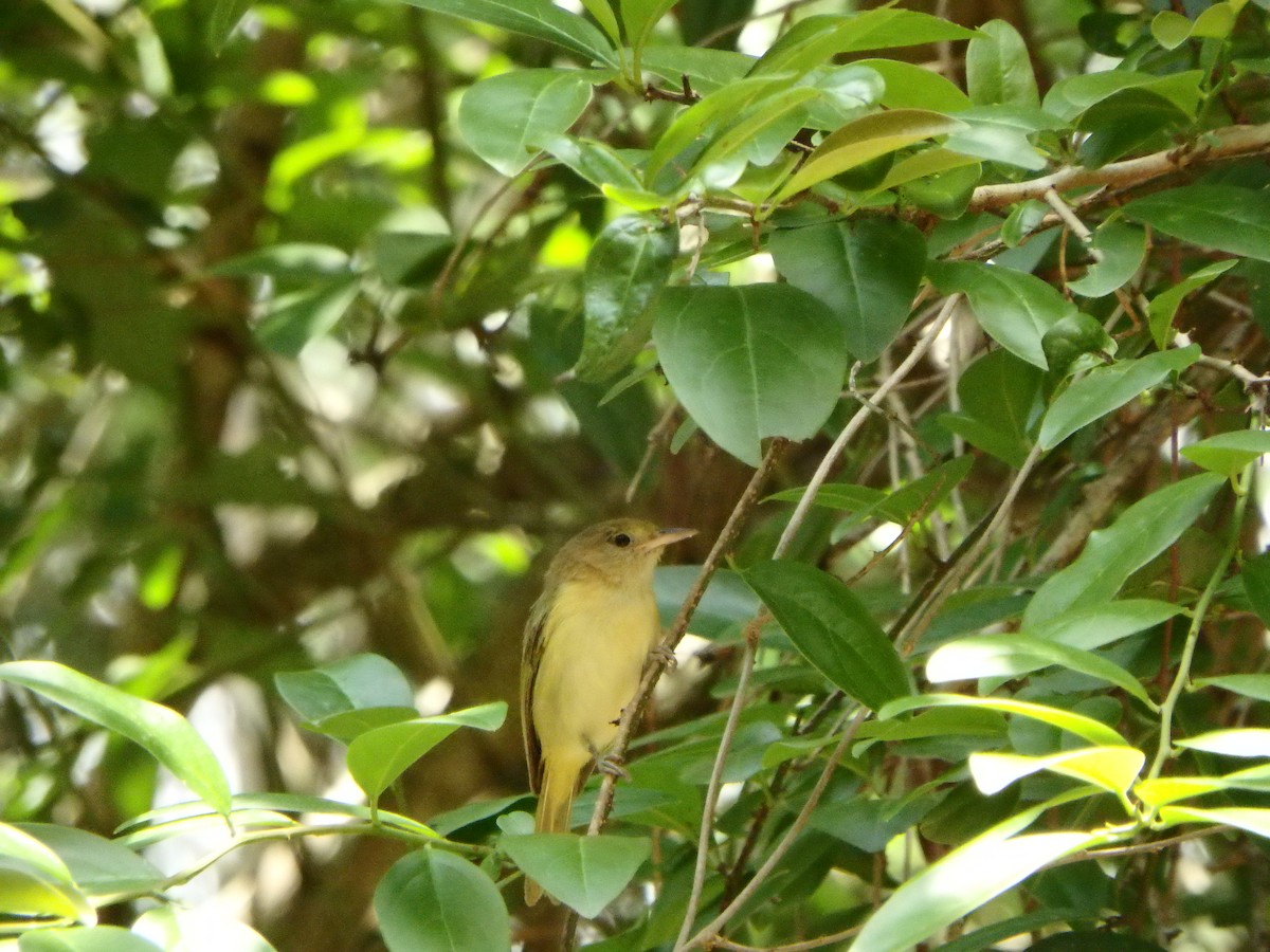 Golden-fronted Greenlet - Edouard Paiva