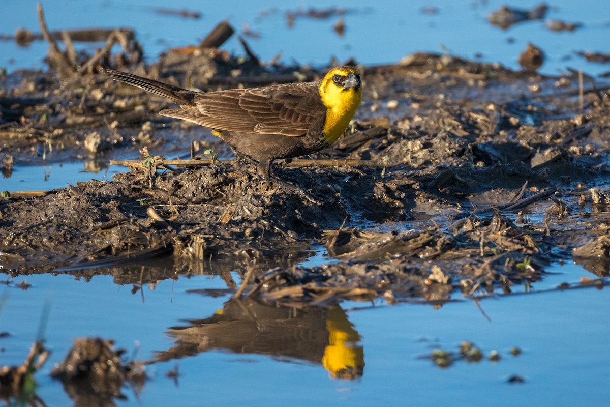 Yellow-headed Blackbird - Anonymous