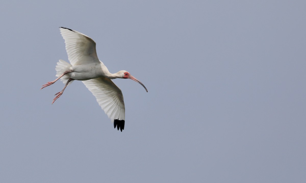 White Ibis - Ben Barkley