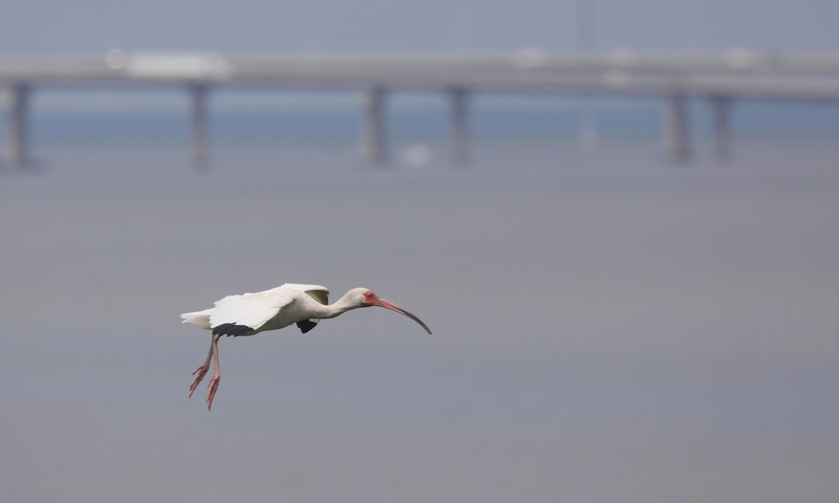 White Ibis - Ben Barkley