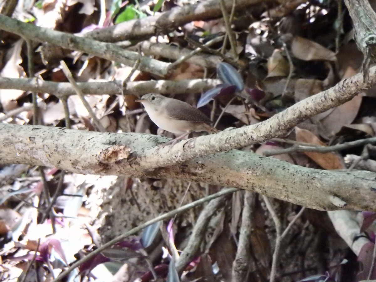 House Wren - Edouard Paiva