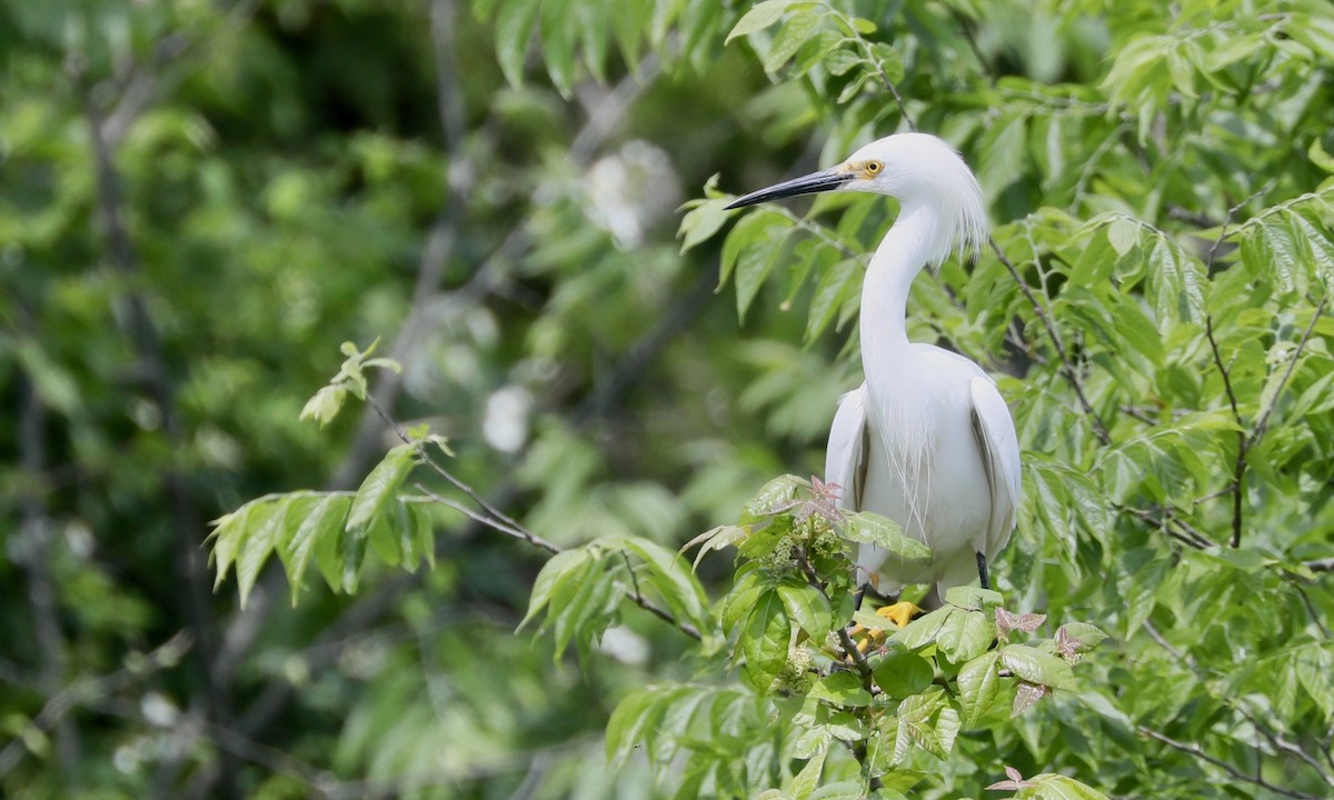 Snowy Egret - Ben Barkley