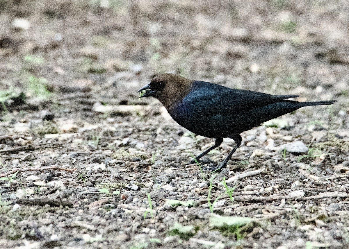 Brown-headed Cowbird - Kanayo Rolle